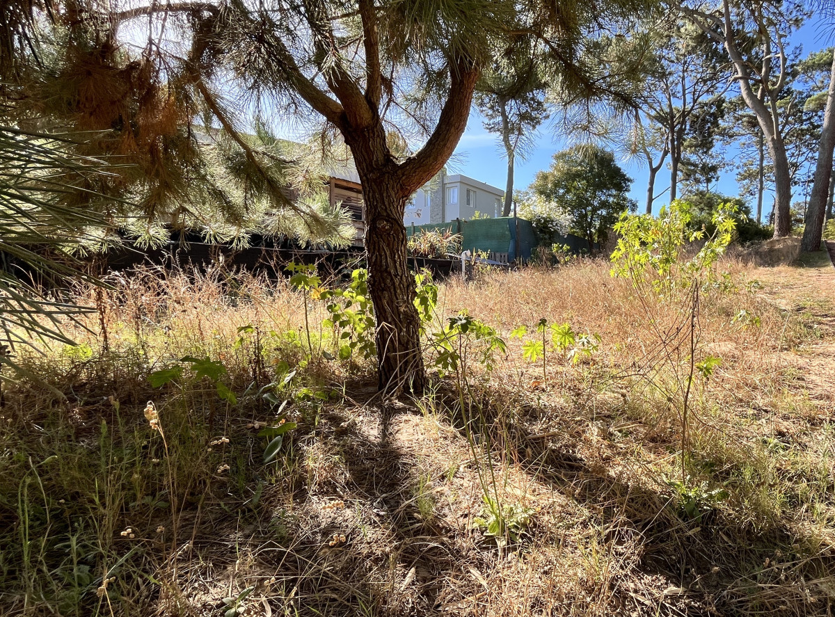 TERRENO 600M EN VENTA MONTOYA 