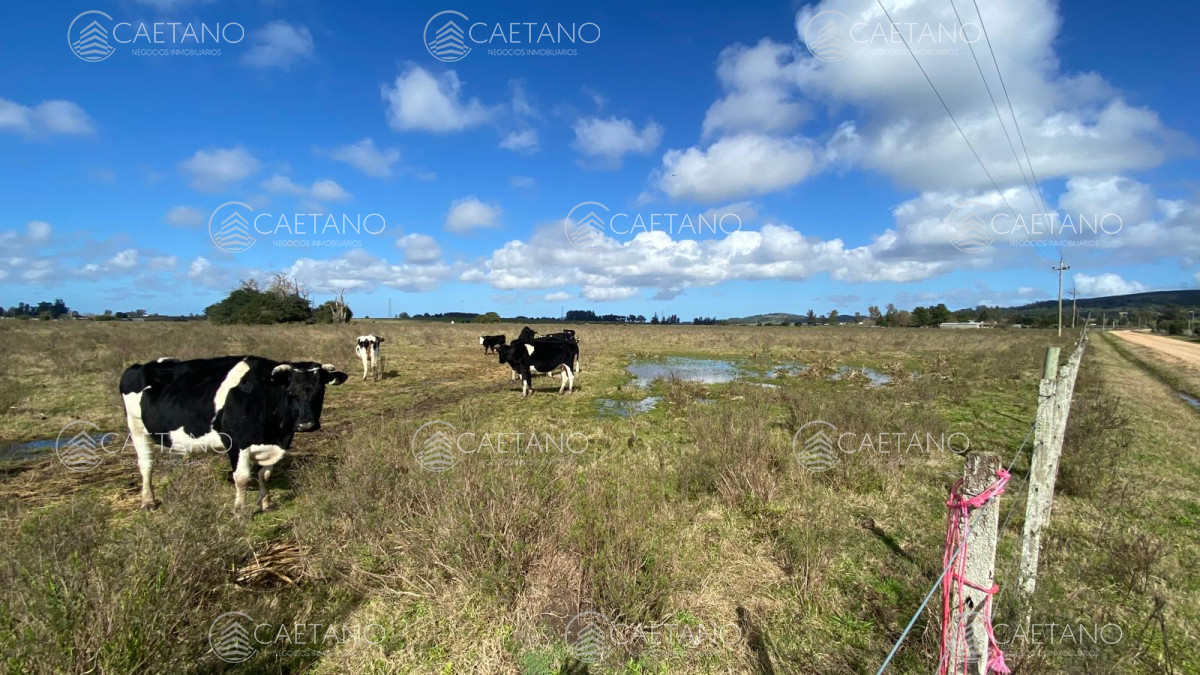 Camino de los Ceibos - GoPunta - Portal Inmobiliario de Punta del Este - Maldonado