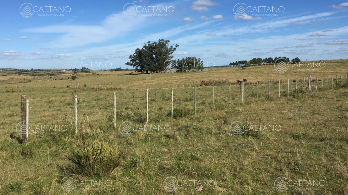 Camino de los Ceibos - GoPunta - Portal Inmobiliario de Punta del Este - Maldonado