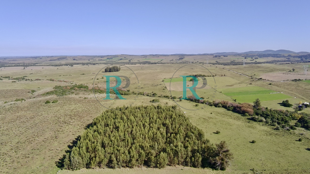 Chacra ID.2443 - ¡Oportunidad a 4 km de ruta 39 en las Cañas! 2 Chacras de 7 Hectáreas con monte de Eucalipto 