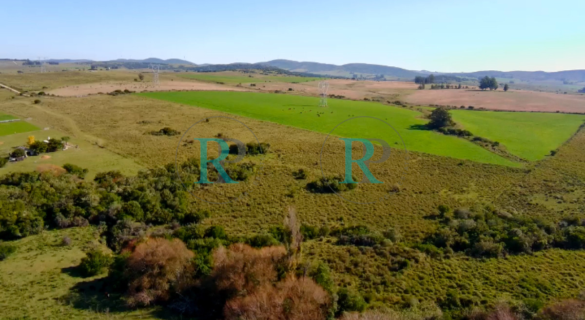 Chacra ID.2443 - ¡Oportunidad a 4 km de ruta 39 en las Cañas! 2 Chacras de 7 Hectáreas con monte de Eucalipto 