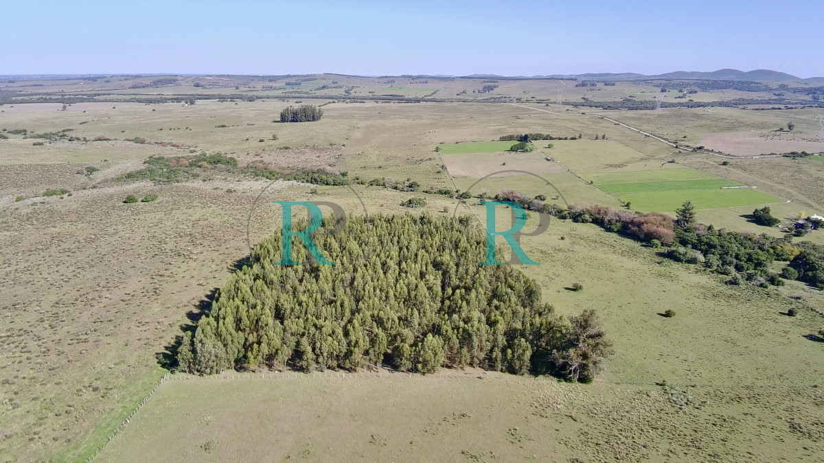 Chacra ID.2443 - ¡Oportunidad a 4 km de ruta 39 en las Cañas! 2 Chacras de 7 Hectáreas con monte de Eucalipto 