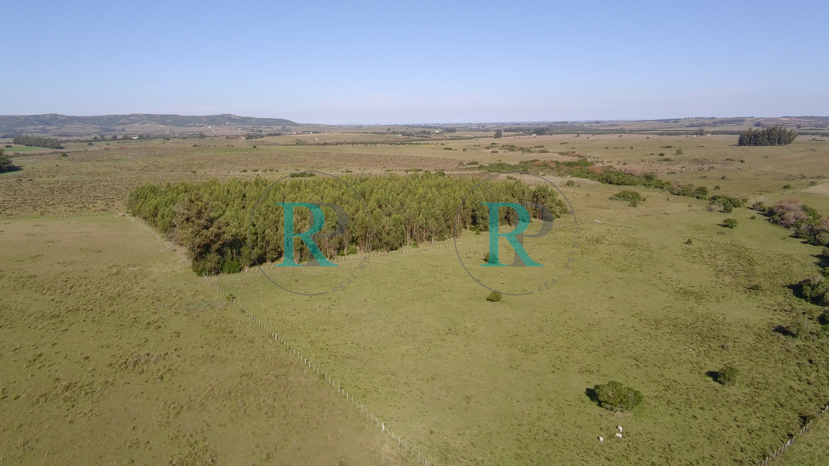 Chacra ID.2443 - ¡Oportunidad a 4 km de ruta 39 en las Cañas! 2 Chacras de 7 Hectáreas con monte de Eucalipto 