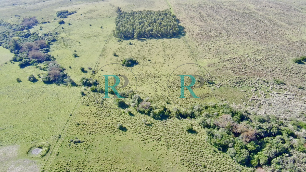 Chacra ID.2443 - ¡Oportunidad a 4 km de ruta 39 en las Cañas! 2 Chacras de 7 Hectáreas con monte de Eucalipto 