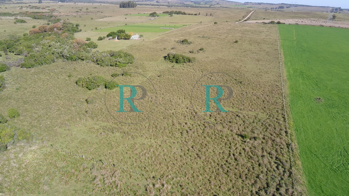 Chacra ID.2443 - ¡Oportunidad a 4 km de ruta 39 en las Cañas! 2 Chacras de 7 Hectáreas con monte de Eucalipto 