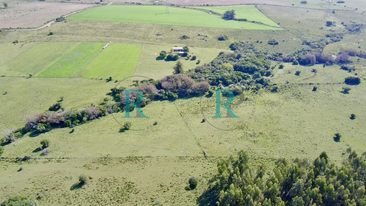 Chacra ID.2443 - ¡Oportunidad a 4 km de ruta 39 en las Cañas! 2 Chacras de 7 Hectáreas con monte de Eucalipto 