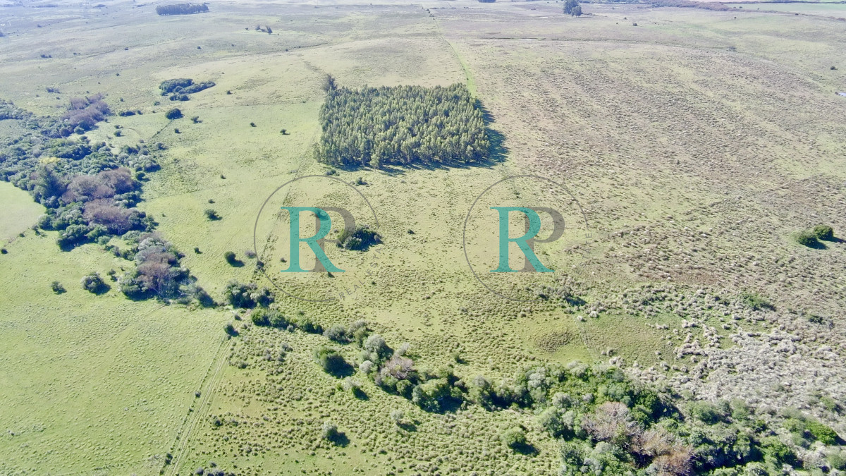 Chacra ID.2443 - ¡Oportunidad a 4 km de ruta 39 en las Cañas! 2 Chacras de 7 Hectáreas con monte de Eucalipto 