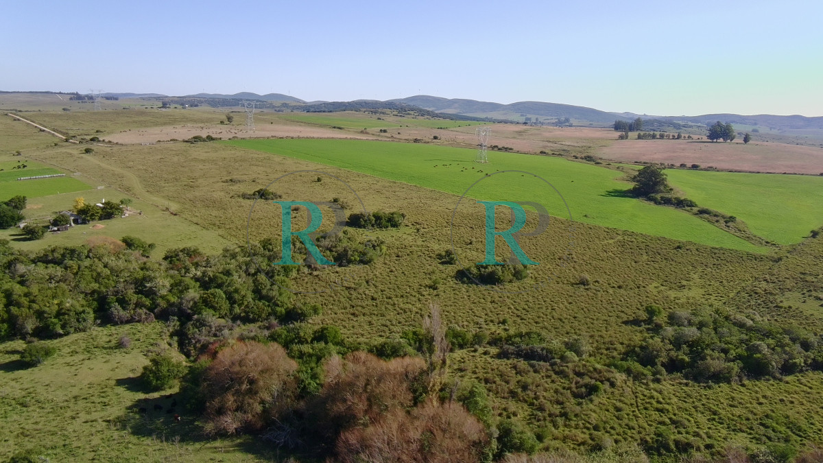 Chacra ID.2443 - ¡Oportunidad a 4 km de ruta 39 en las Cañas! 2 Chacras de 7 Hectáreas con monte de Eucalipto 