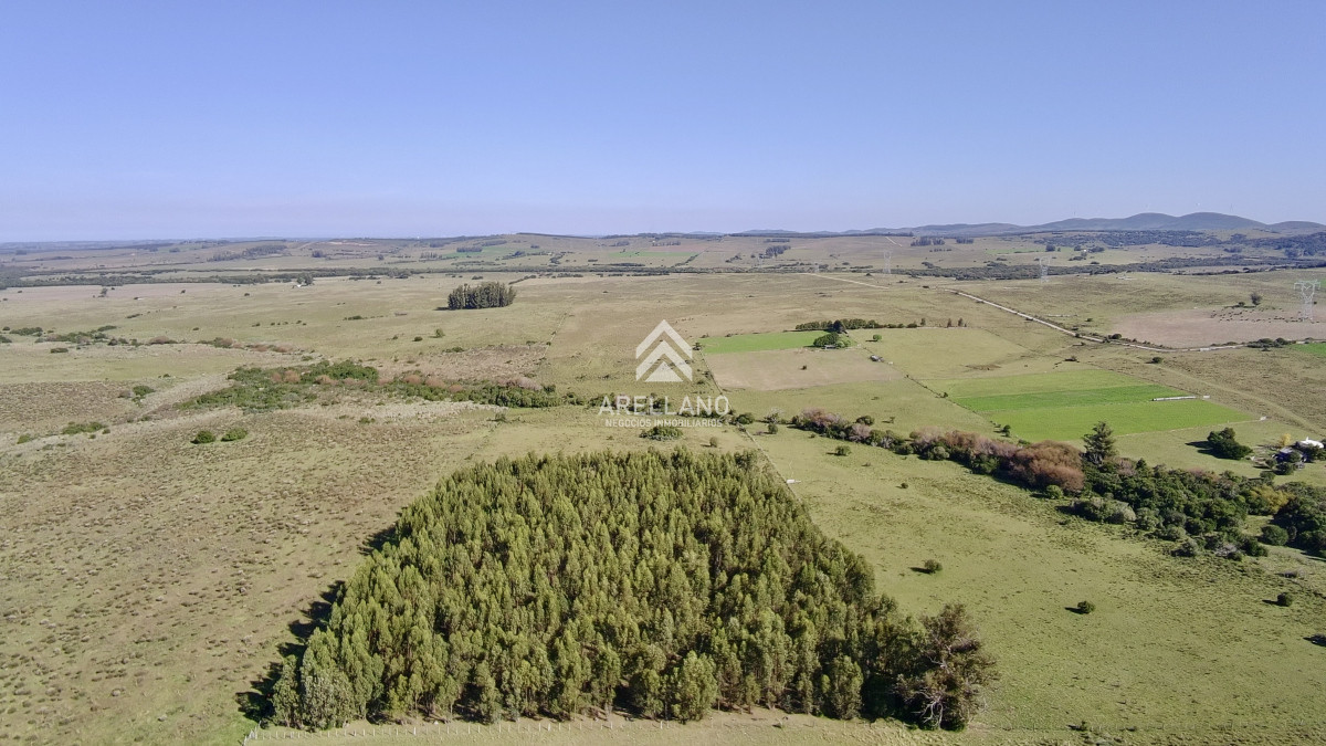 Chacra ID.5813 - ¡Oportunidad a 4 km de ruta 39 en las Cañas! Chacra de 7 Hectáreas con monte de Eucalipto blanco (3 hectáreas)