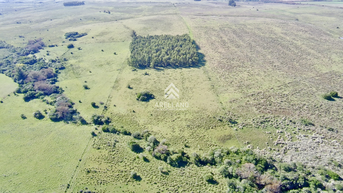 Chacra ID.5813 - ¡Oportunidad a 4 km de ruta 39 en las Cañas! Chacra de 7 Hectáreas con monte de Eucalipto blanco (3 hectáreas)