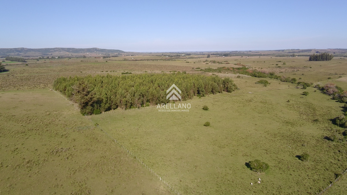 Chacra ID.5813 - ¡Oportunidad a 4 km de ruta 39 en las Cañas! Chacra de 7 Hectáreas con monte de Eucalipto blanco (3 hectáreas)