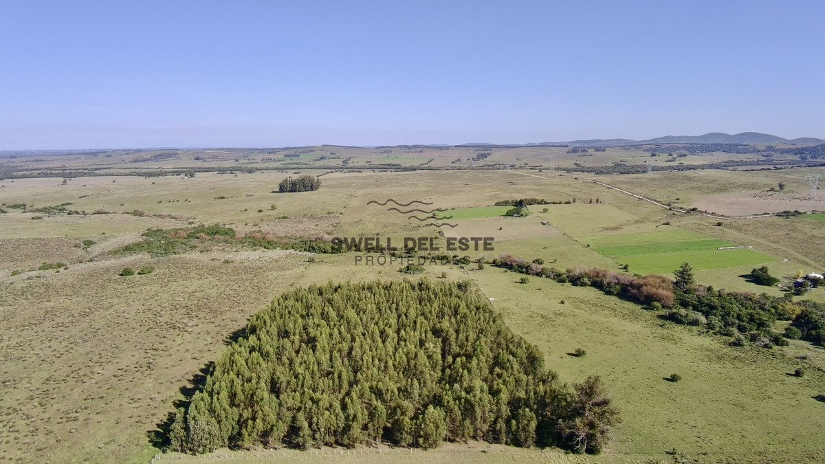 Chacra ID.25 - ¡Oportunidad a 4 km de ruta 39 en las Cañas! 2 Chacras de 7 Hectáreas con monte de Eucalipto 