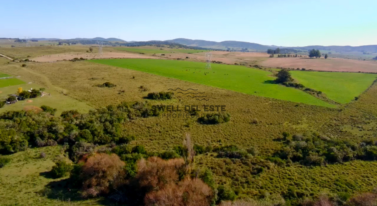 Chacra ID.25 - ¡Oportunidad a 4 km de ruta 39 en las Cañas! 2 Chacras de 7 Hectáreas con monte de Eucalipto 