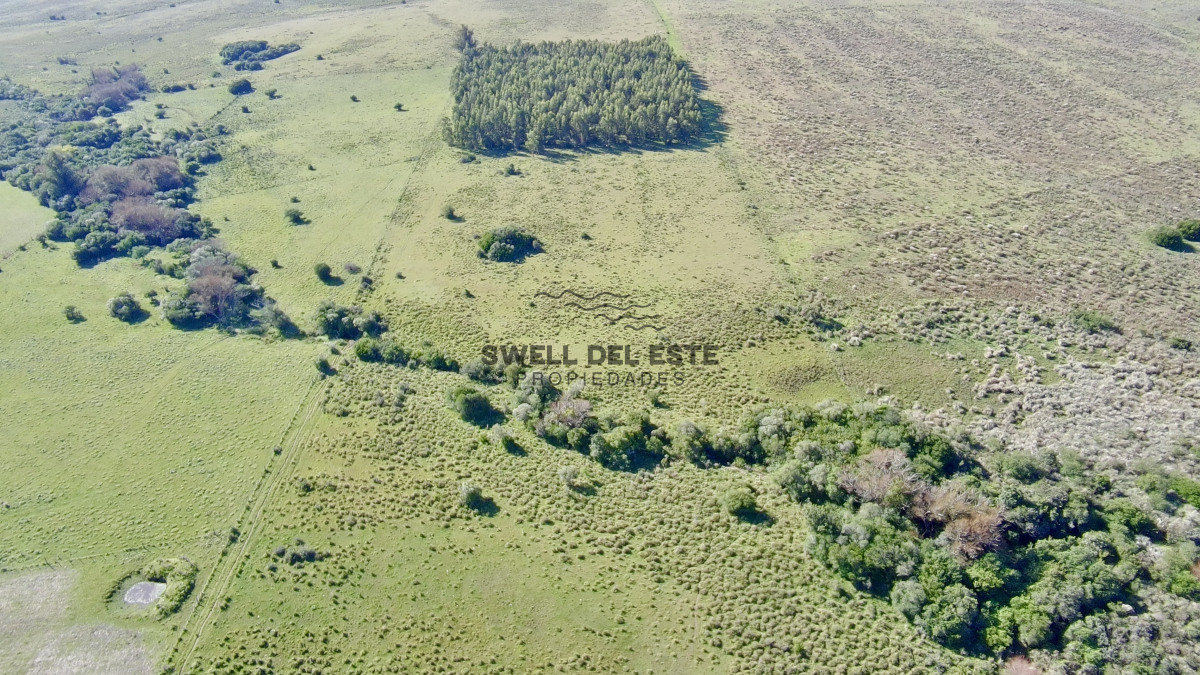Chacra ID.25 - ¡Oportunidad a 4 km de ruta 39 en las Cañas! 2 Chacras de 7 Hectáreas con monte de Eucalipto 