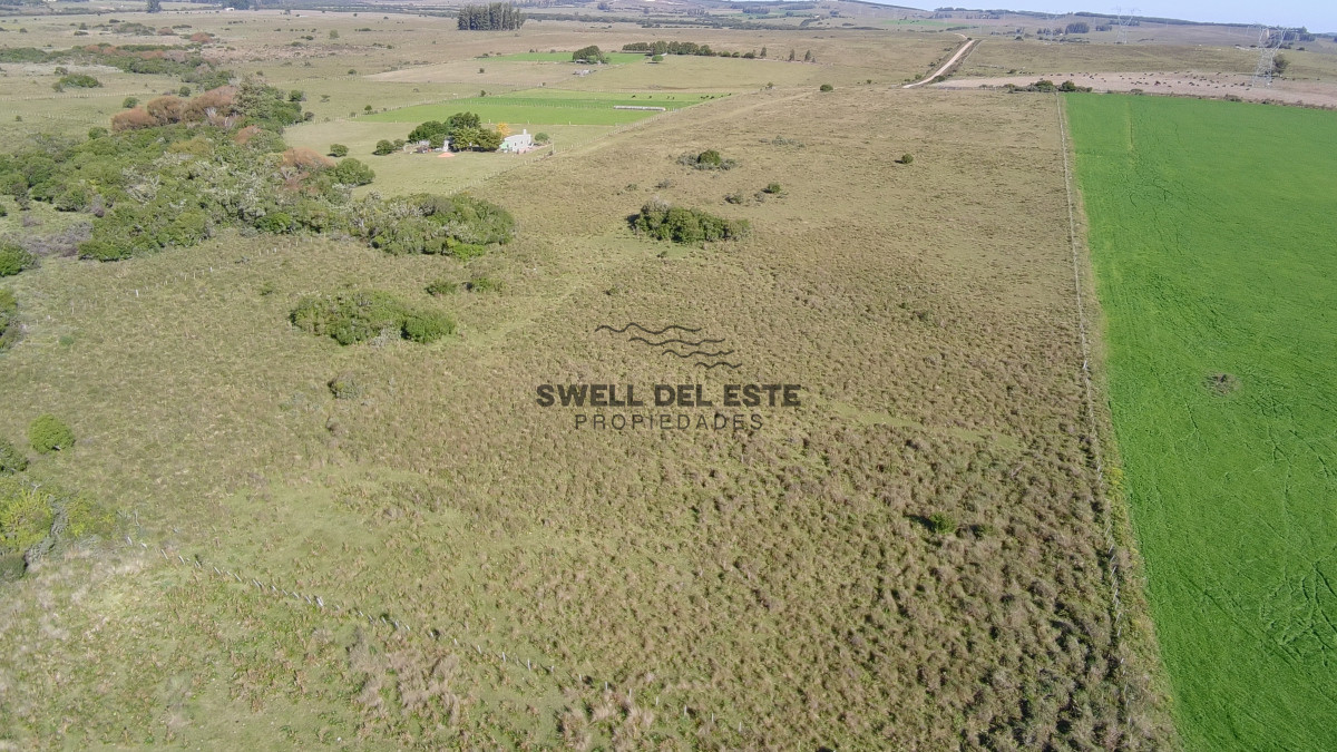 Chacra ID.25 - ¡Oportunidad a 4 km de ruta 39 en las Cañas! 2 Chacras de 7 Hectáreas con monte de Eucalipto 