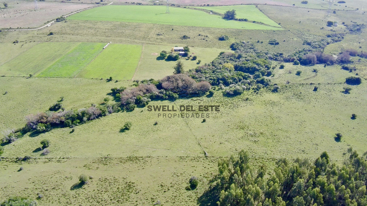 Chacra ID.25 - ¡Oportunidad a 4 km de ruta 39 en las Cañas! 2 Chacras de 7 Hectáreas con monte de Eucalipto 