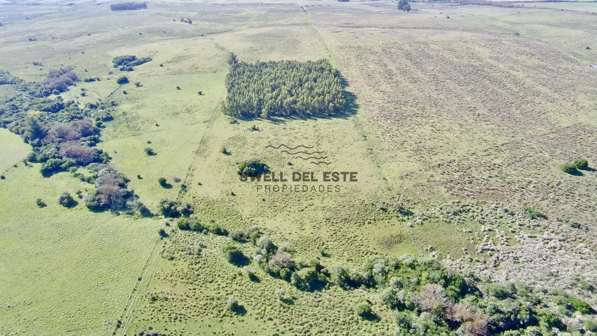 Chacra ID.25 - ¡Oportunidad a 4 km de ruta 39 en las Cañas! 2 Chacras de 7 Hectáreas con monte de Eucalipto 
