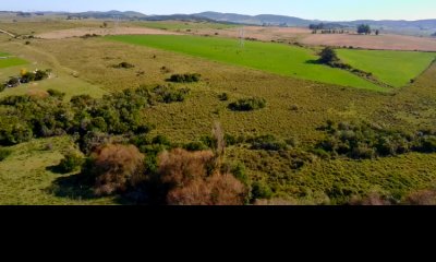 ¡Oportunidad a 4 km de ruta 39 en las Cañas! 2 Chacras de 7 Hectáreas con monte de Eucalipto