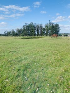 Excelente chacra en Venta, a 5 minutos de San Carlos, Casa de 3 dormitorios, Maldonado - Ref : EQP7219