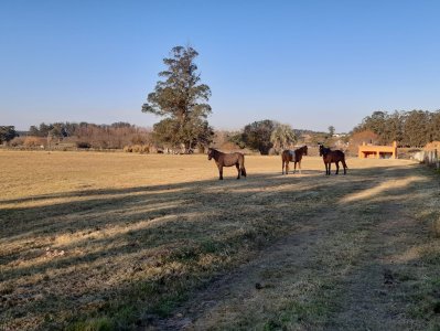 chacra en venta, camino las rosas, maldonado - vlx4283h