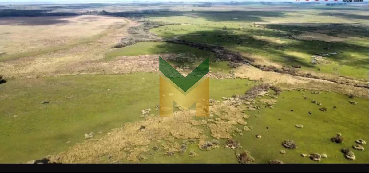 Campo Ref.5633 - Campo Ganadero Agricola y Forestal, en Venta, Departamento de Rivera, limite con tacuarembo
