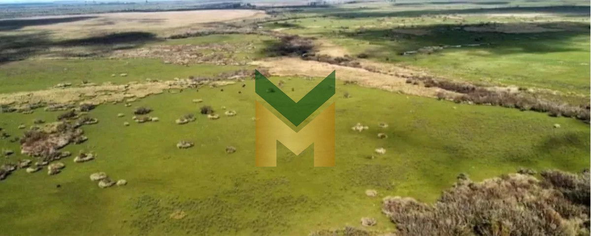 Campo Ref.5633 - Campo Ganadero Agricola y Forestal, en Venta, Departamento de Rivera, limite con tacuarembo