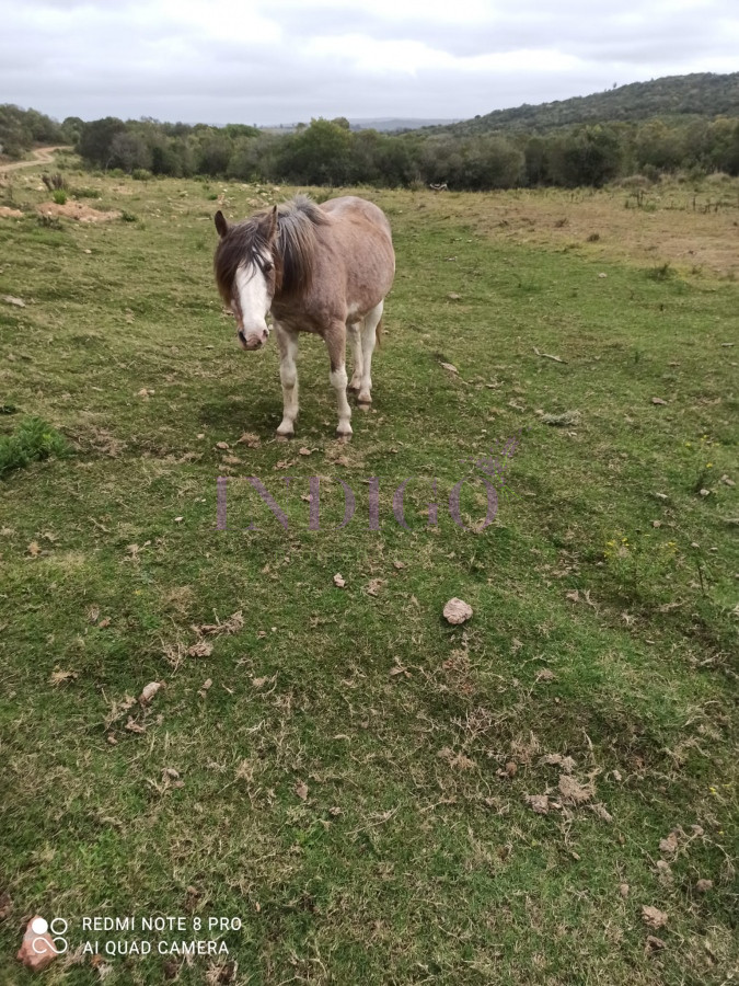 Chacra Ref.1152 - Chacra en zona de Las Cañas, Buenas Vistas con tajamar y arroyos!