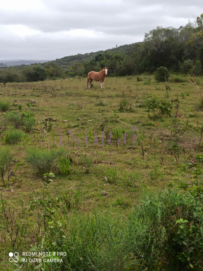 Chacra Ref.1152 - Chacra en zona de Las Cañas, Buenas Vistas con tajamar y arroyos!