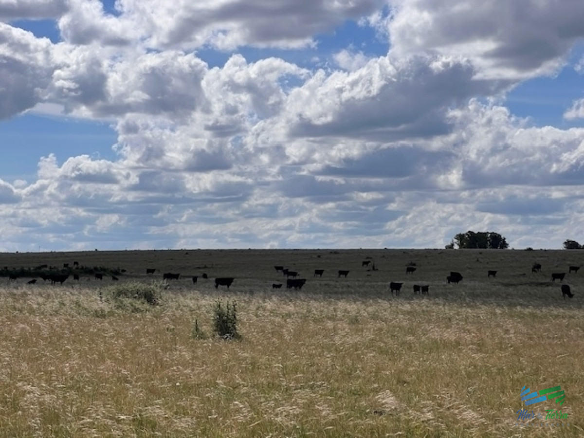 Campo en Durazno - GoPunta - Portal Inmobiliario de Punta del Este - Maldonado