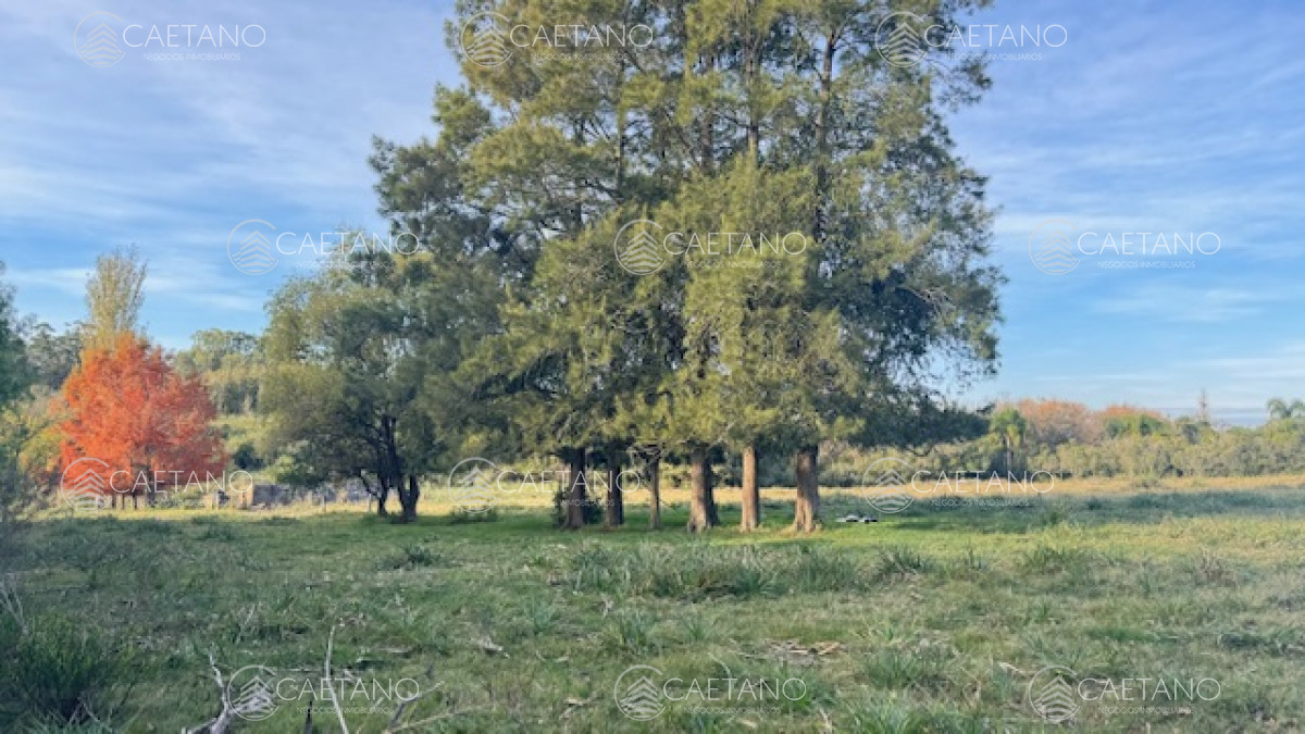 Campo de 4 has 1602 m2 muy cerca de ruta 12 y la 9. - GoPunta - Portal Inmobiliario de Punta del Este - Maldonado