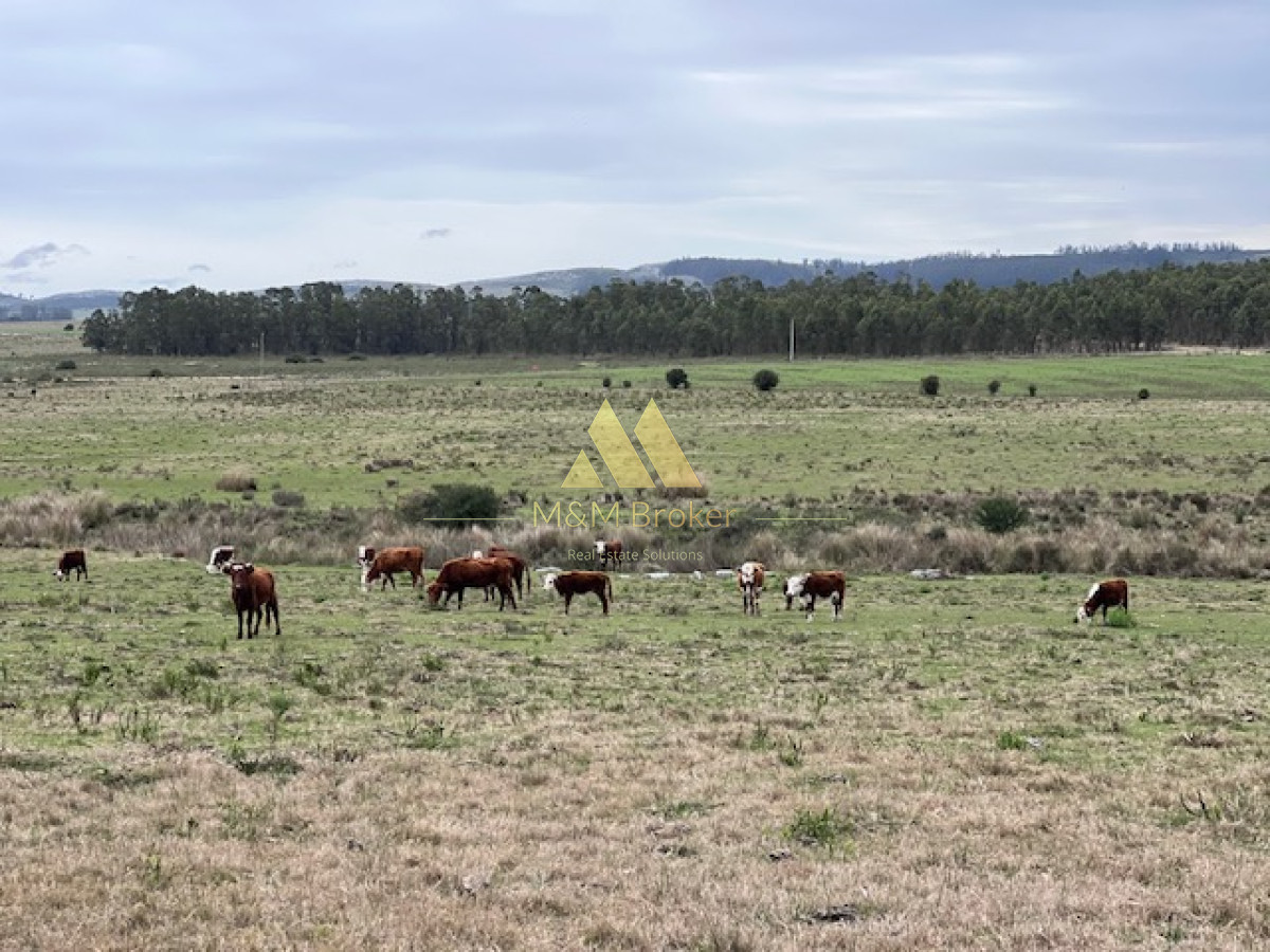 Campo de 22 has 6862 m2 cerca de Punta del Este - GoPunta - Portal Inmobiliario de Punta del Este - Maldonado
