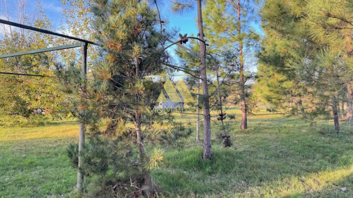 Campo Ref.385 - Chacra de 3 has con 5657 m2 en camino Benito Nardone