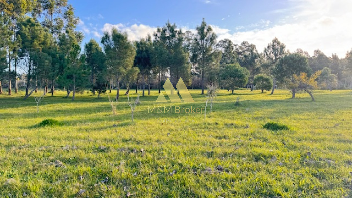 Campo Ref.385 - Chacra de 3 has con 5657 m2 en camino Benito Nardone