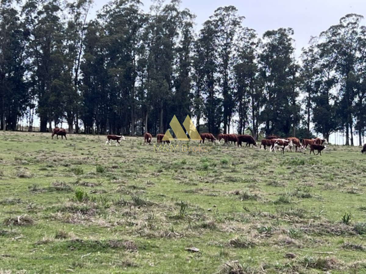 Campo Ref.348 - Campo de 22 has 6862 m2 cerca de Punta del Este
