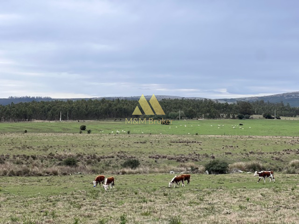 Campo de 22 has 6862 m2 cerca de Punta del Este - GoPunta - Portal Inmobiliario de Punta del Este - Maldonado