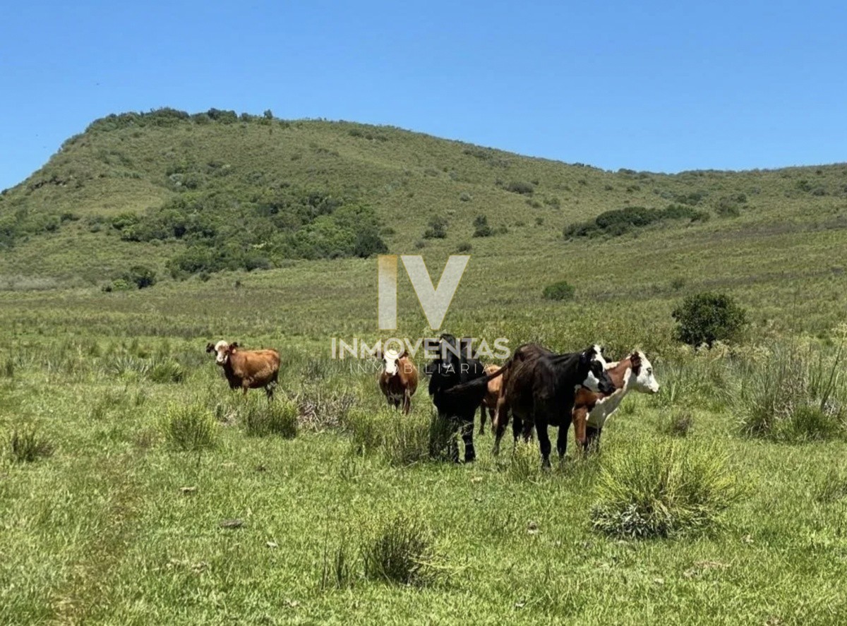 Campo Ref.3776 - Campo ganadero de 1087 hectáreas en Cañas, Tacuarembó.