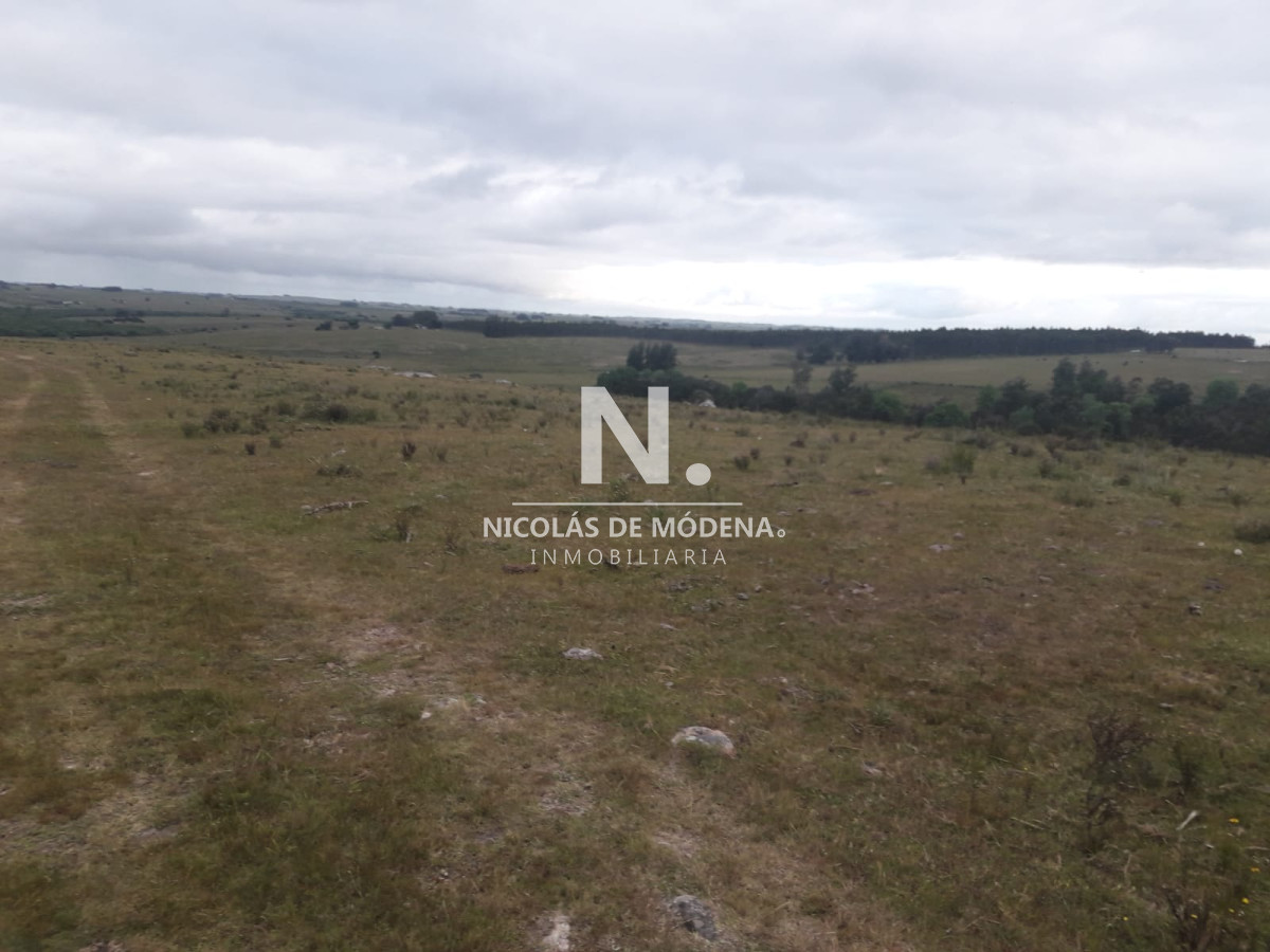Campo