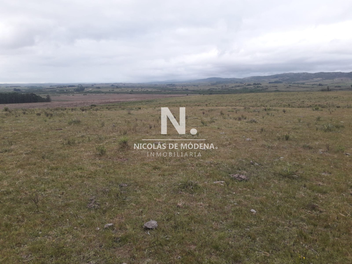Campo