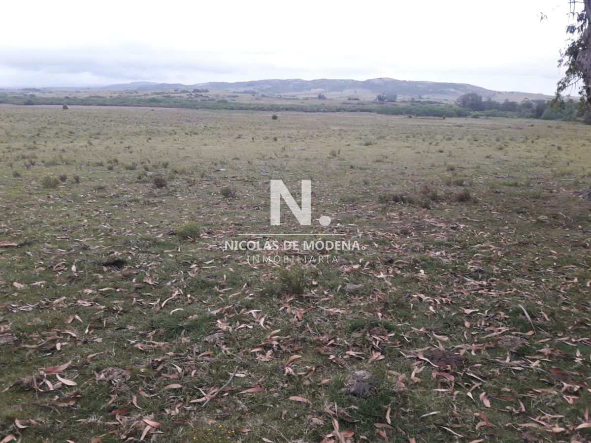 Campo