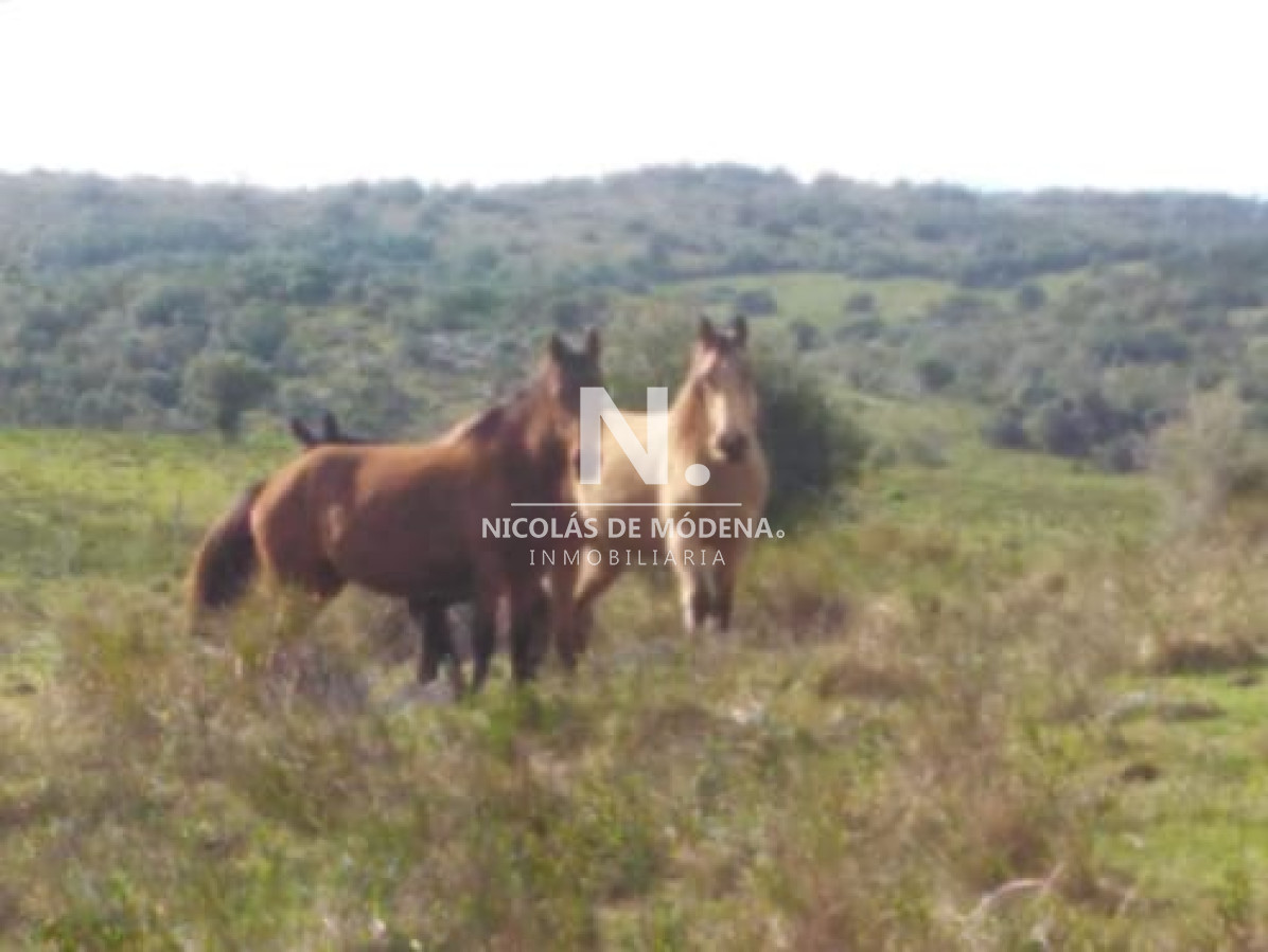Campo de 38 hs con 8690 m2  limite de maldonado y lavalleja   Consulte !!!! - GoPunta - Portal Inmobiliario de Punta del Este - Maldonado
