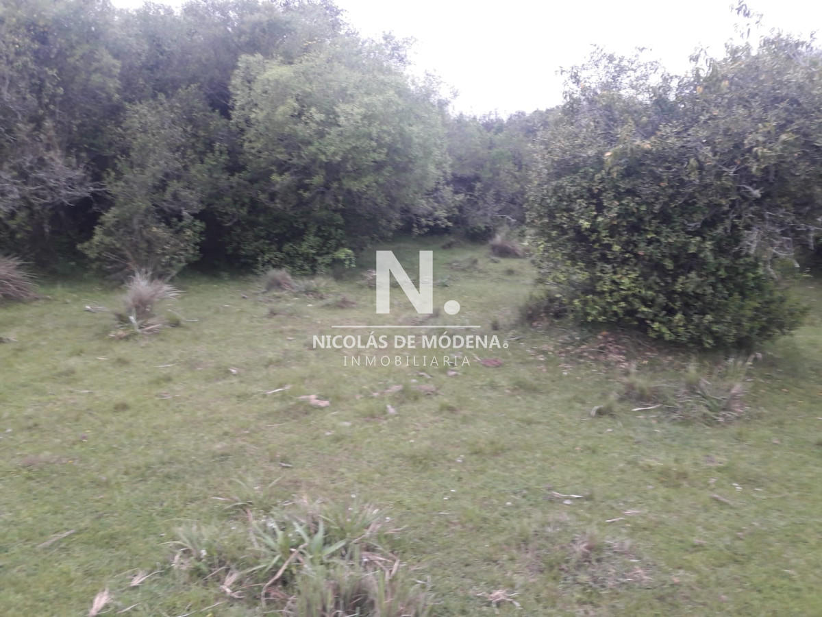 Campo