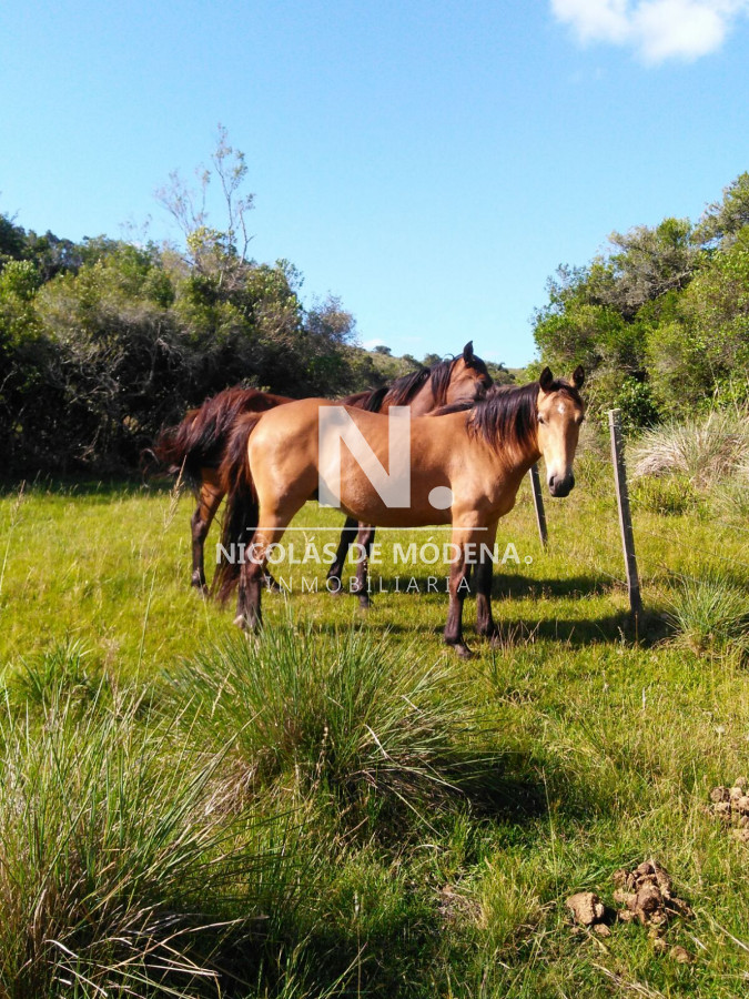 Campo de 38 hs con 8690 m2  limite de maldonado y lavalleja   Consulte !!!! - GoPunta - Portal Inmobiliario de Punta del Este - Maldonado