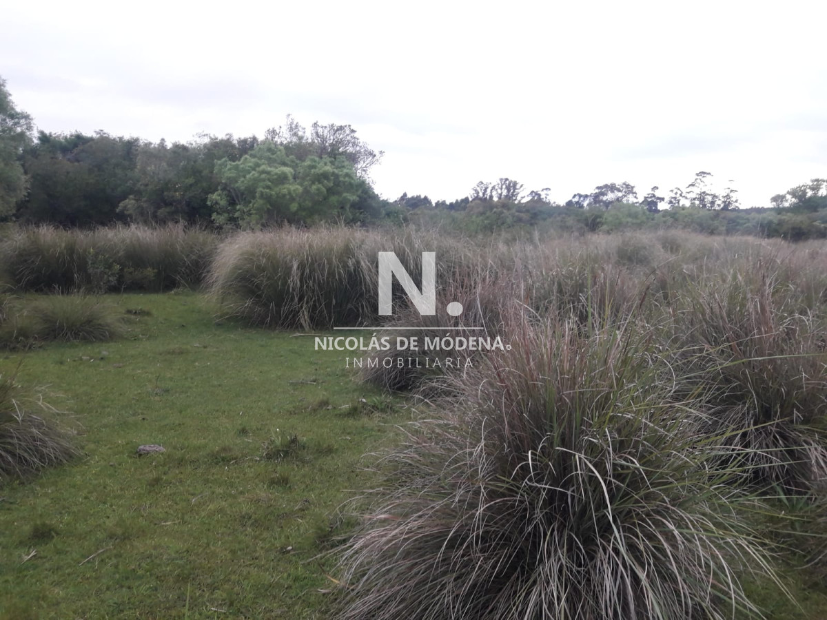Campo