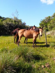 Campo de 38 hs con 8690 m2  limite de maldonado y lavalleja - Consulte !!!!