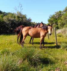 Campo de 38 hs con 8690 m2  limite de maldonado y lavalleja - Consulte !!!!