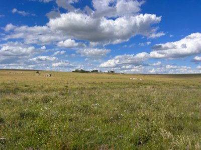 campo en durazno - far41301p