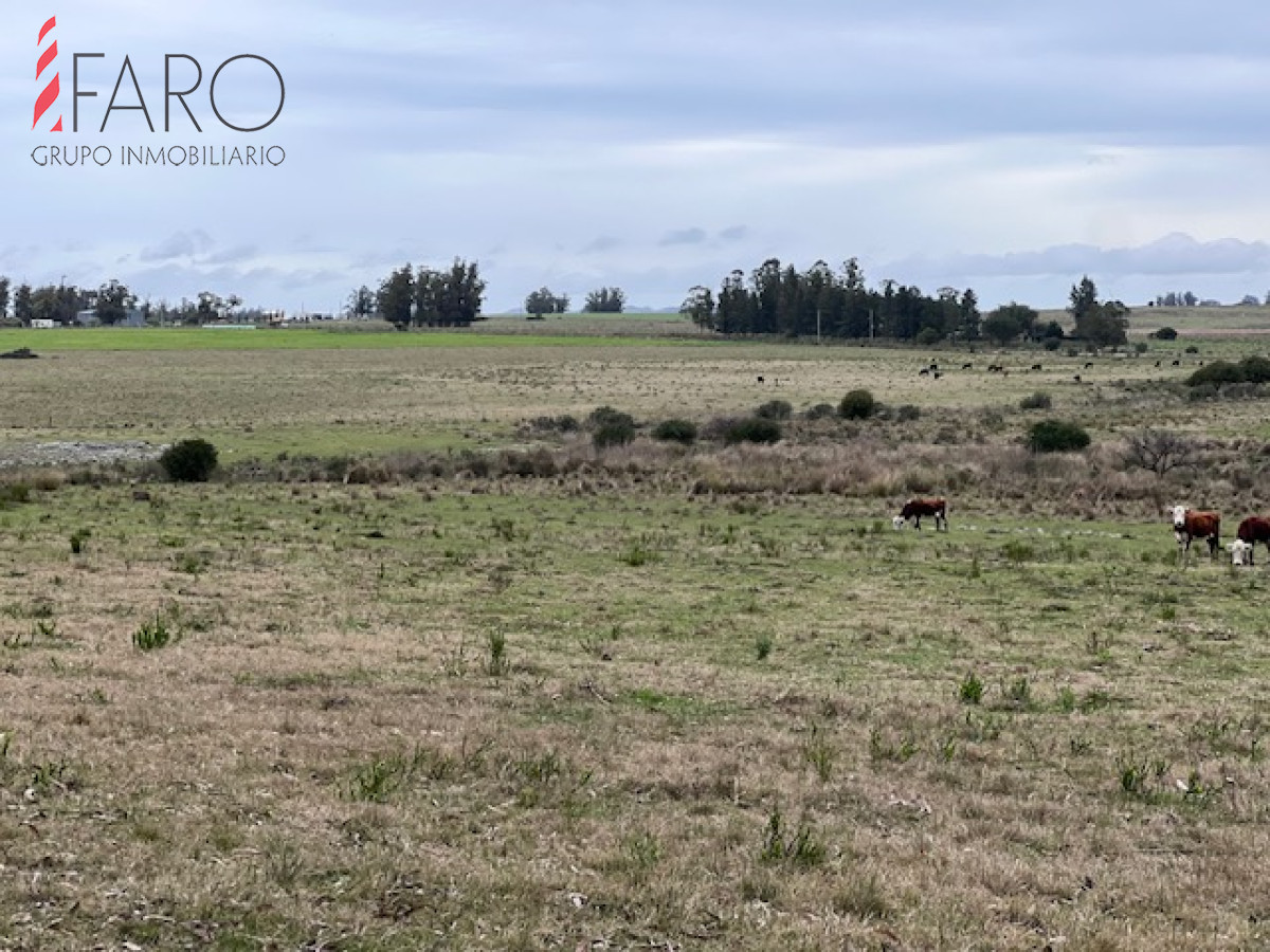 Campo de 22 has 6862 m2 cerca de Punta del Este - GoPunta - Portal Inmobiliario de Punta del Este - Maldonado