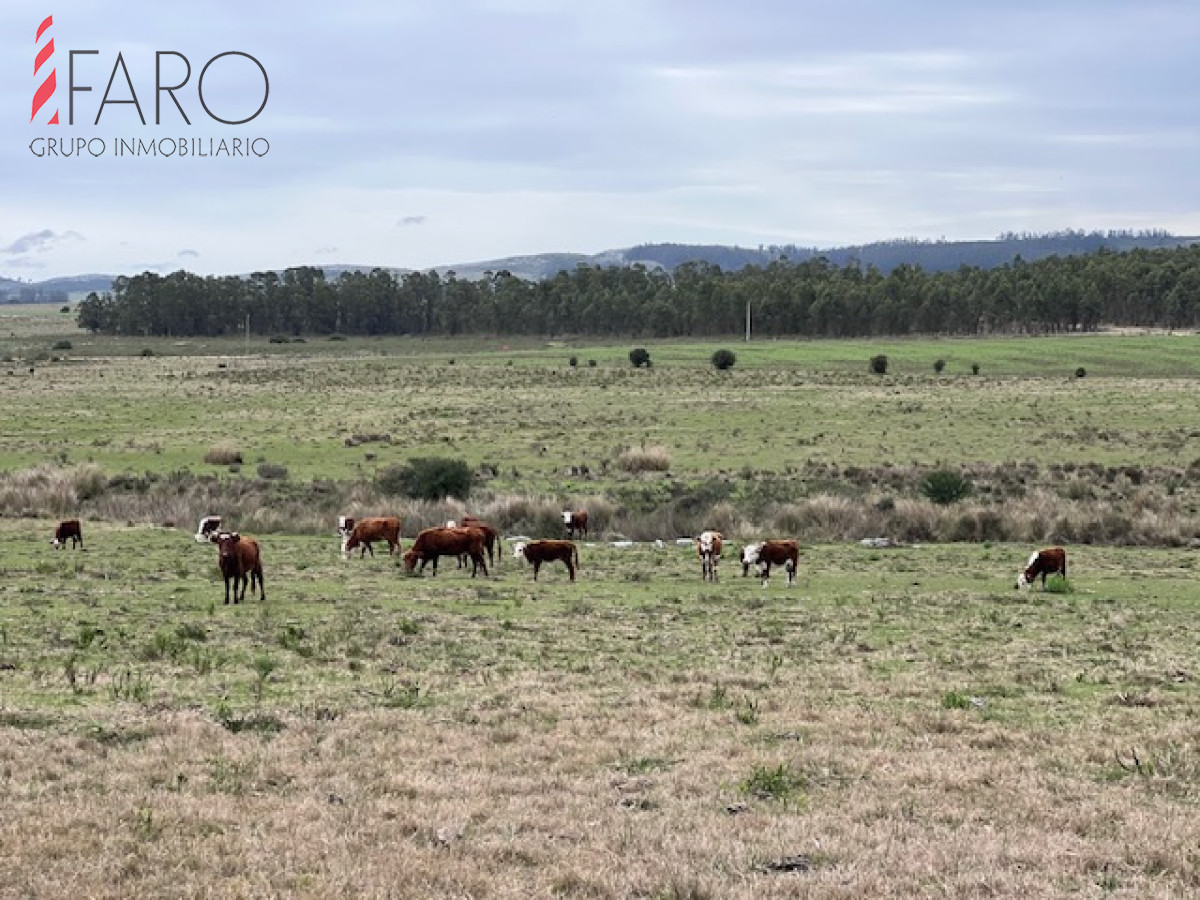 Campo de 22 has 6862 m2 cerca de Punta del Este - GoPunta - Portal Inmobiliario de Punta del Este - Maldonado