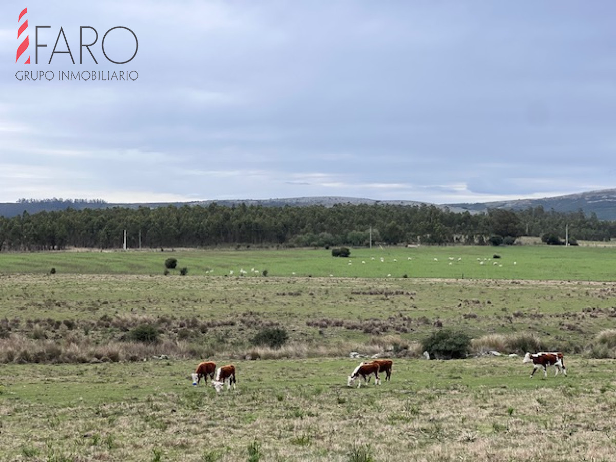 Campo de 22 has 6862 m2 cerca de Punta del Este - GoPunta - Portal Inmobiliario de Punta del Este - Maldonado