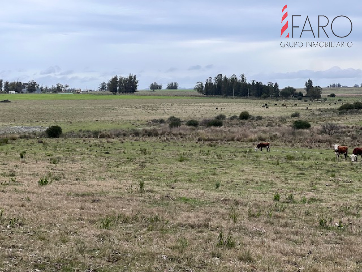 Campo de 22 has 6862 m2 cerca de Punta del Este - GoPunta - Portal Inmobiliario de Punta del Este - Maldonado